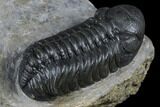 Austerops Trilobite - High Quality Specimen #174729-3